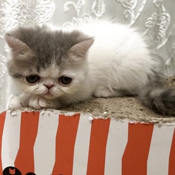 エキゾチックショートヘア【鹿児島県・男の子・2025年9月20日・ホワイトアンドプルー】の写真「垂れ目のキュートな男の子🩷
のんびり屋さん😍」