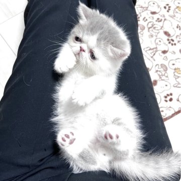 エキゾチックショートヘア【鹿児島県・男の子・2025年9月20日・ホワイトアンドプルー】の写真「垂れ目のキュートな男の子🩷
のんびり屋さん😍」