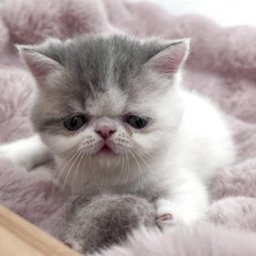 エキゾチックショートヘア【鹿児島県・男の子・2025年9月20日・ホワイトアンドプルー】の写真「垂れ目のキュートな男の子🩷
のんびり屋さん😍」