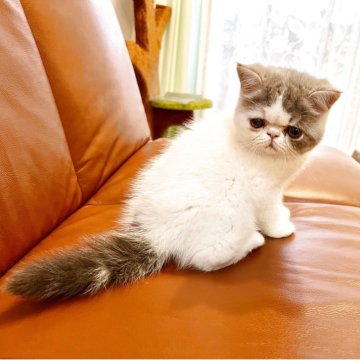 エキゾチックショートヘア【鹿児島県・男の子・2025年6月5日・ブルーアンドホワイト（ショート）】の写真「おっとりで大人しさん」