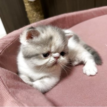 エキゾチックショートヘア【鹿児島県・女の子・2025年9月20日・ダイリュートキャリコ（ショート）】の写真「垂れ目さんの可愛い女の子❤️」