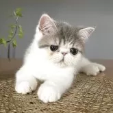 エキゾチックショートヘア