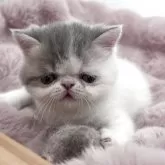 エキゾチックショートヘア