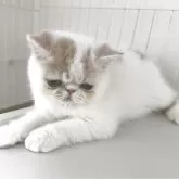 エキゾチックショートヘア