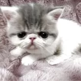 エキゾチックショートヘア