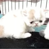 エキゾチックショートヘア
