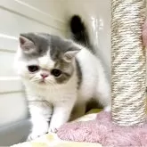 エキゾチックショートヘア【鹿児島県・男の子・2025年6月5日・ブルーアンドホワイト】の写真3