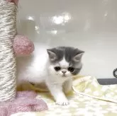 エキゾチックショートヘア【鹿児島県・男の子・2025年6月5日・ブルーアンドホワイト】の写真6