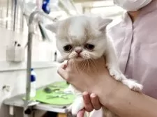 エキゾチックショートヘア【鹿児島県・男の子・2025年6月5日・ホワイトアンドクリーム】の写真7