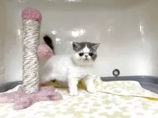 エキゾチックショートヘア【鹿児島県・男の子・2025年6月5日・ブルーアンドホワイト】の写真8