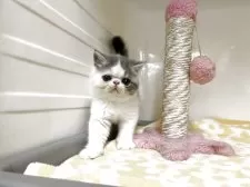 エキゾチックショートヘア【鹿児島県・男の子・2025年6月5日・ブルーアンドホワイト】の写真9