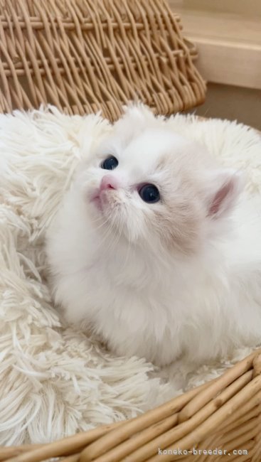 マンチカンの子猫｜高橋　真澄(たかはし　ますみ)ブリーダー(福岡県・マンチカンなど・ICC登録)の紹介写真3