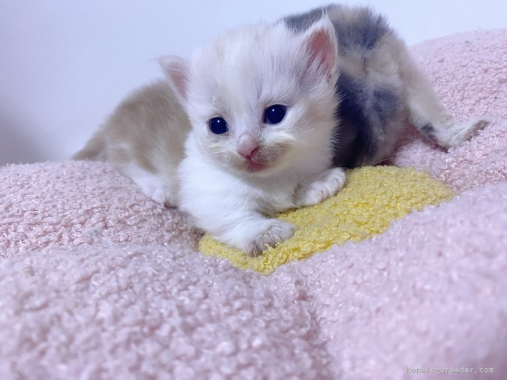 高橋真澄ブリーダーのブログ:来月ご家族さま募集します💕