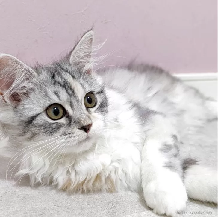 ラピスラズリ 様のお迎えした子猫