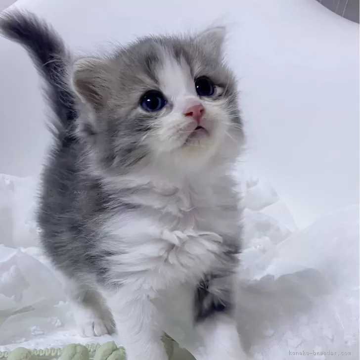 ID:2508-02417の子猫