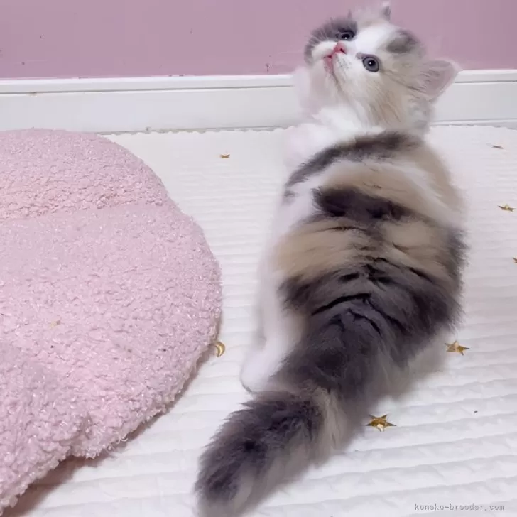ID：2507-02906の子猫