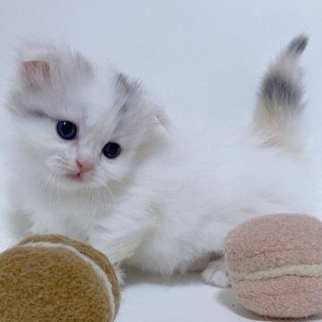 ミヌエット(短足)【福岡県・女の子・2025年11月1日・ダイリュートキャリコ（ロングヘア）】の写真「珍しい垂れ耳短足ちゃん♡美人さんになってきました！」