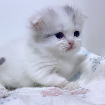 ミヌエット(短足)【福岡県・女の子・2025年11月1日・ダイリュートキャリコ（ロングヘア）】の写真「お顔が天才そして垂れ耳短足ちゃん♡」