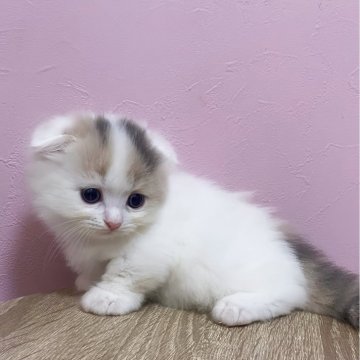 マンチカン(短足)【福岡県・女の子・2025年7月8日・ダイリュートキャリコ（セミロング〜ロング）】の写真「耳折れ短足マンチカン♡」