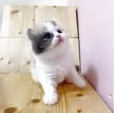 マンチカン(長足)