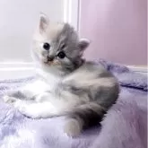 マンチカン(長足)