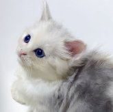 ミヌエット(短足)