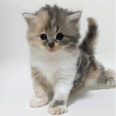 マンチカン(長足)