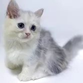 ミヌエット(短足)