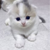 マンチカン(短足)
