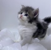 スコティッシュフォールド(立ち耳)