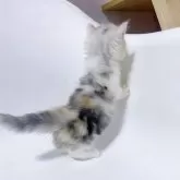 ミヌエット(短足)【福岡県・女の子・2025年9月17日・シルバーパッチドタビー】の写真4「可愛いカラー💕」