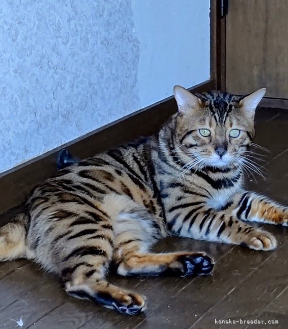 鈴木　光枝(すずき　みつえ)ブリーダー(群馬県・サイベリアンなど・ICC登録)の紹介写真4