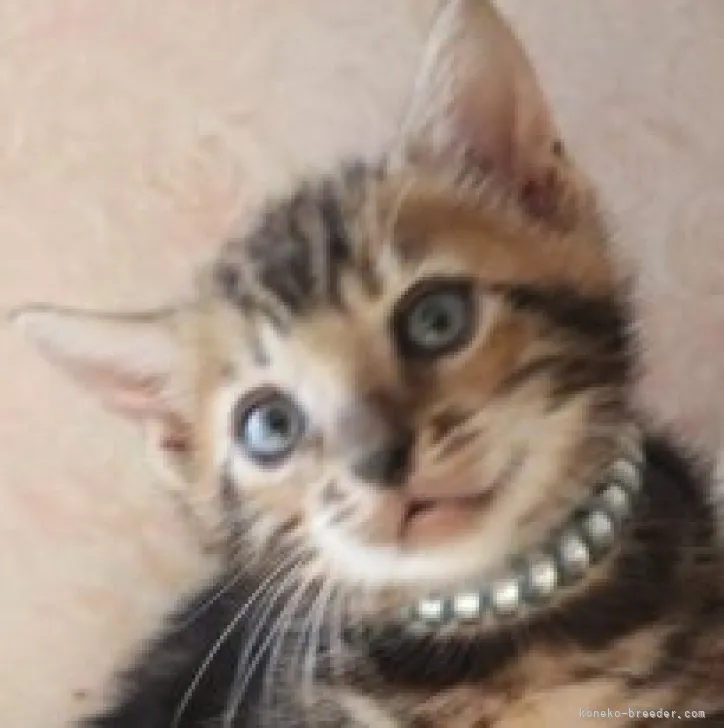 ID:2309-02853の子猫
