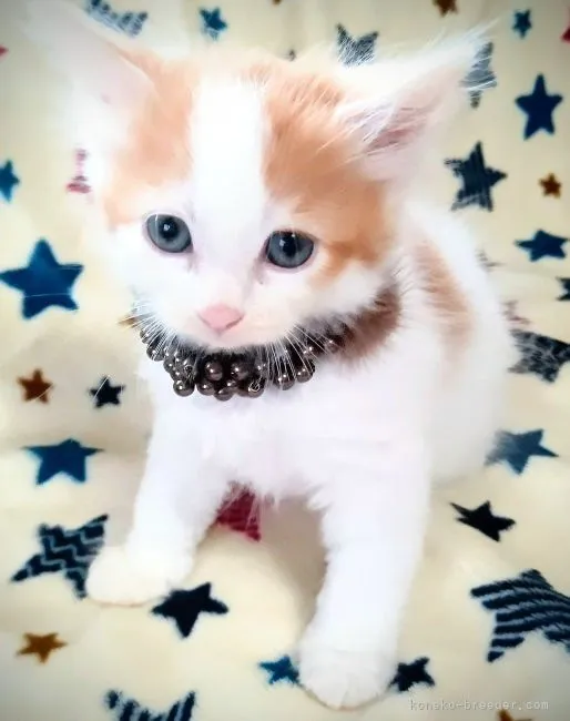 ID：2109-00812の子猫