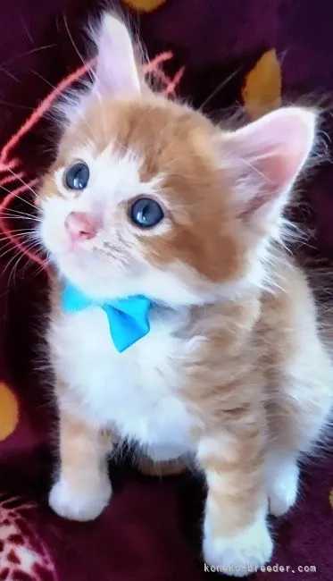 ID:2109-00334の子猫