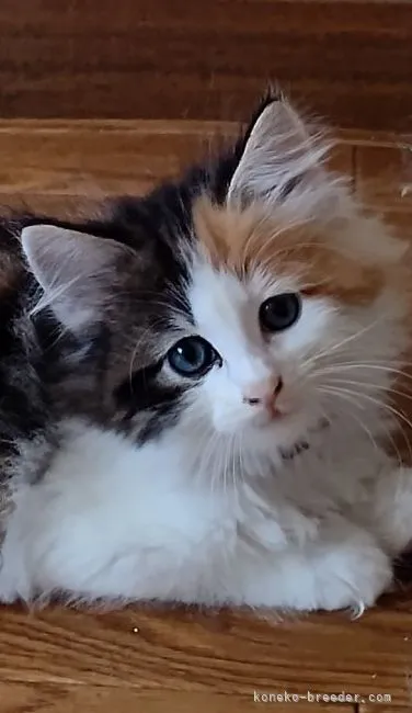 ID:2204-02847の子猫