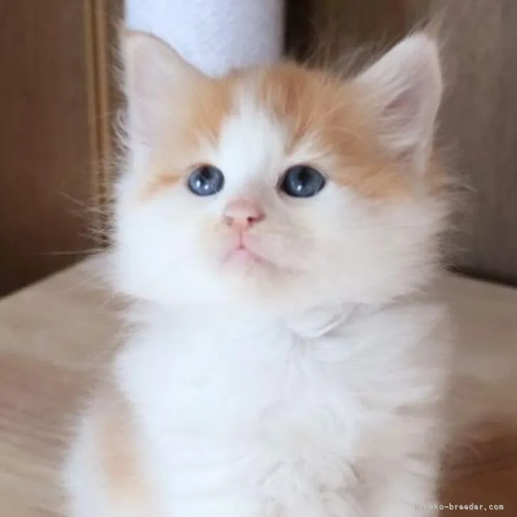 ID:2303-00994の子猫