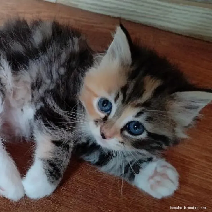 ID：2207-01749の子猫