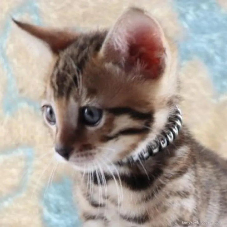 ID:2209-02292の子猫
