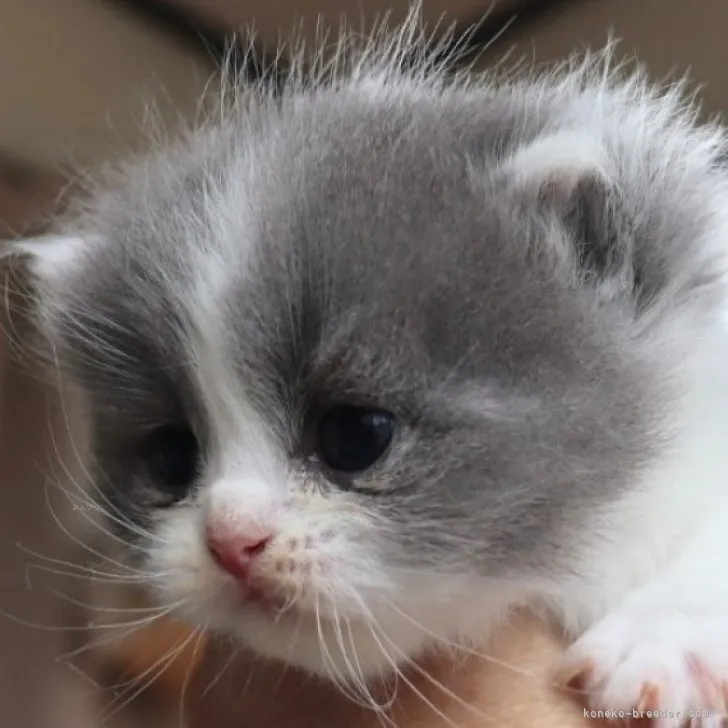 ID：2312-00690の子猫