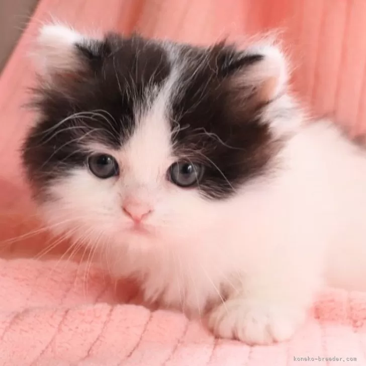 ID：2406-02654の子猫