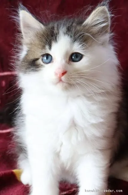 ID：2109-02788の子猫