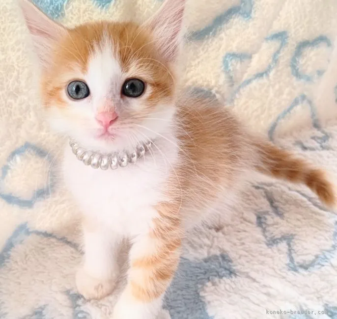 ID:2109-01295の子猫