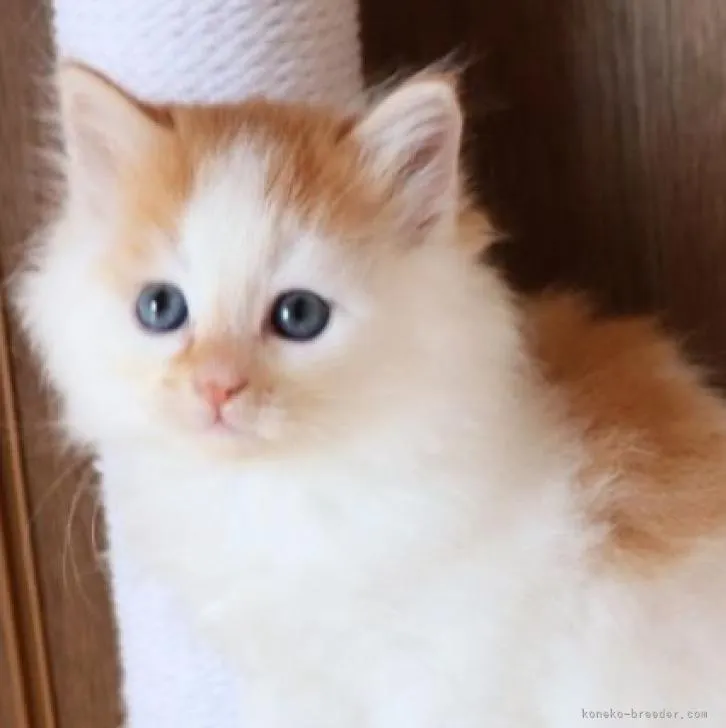 K.M 様のお迎えした子猫
