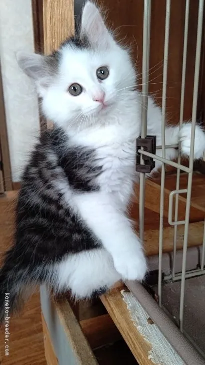 ID：2203-00681の子猫