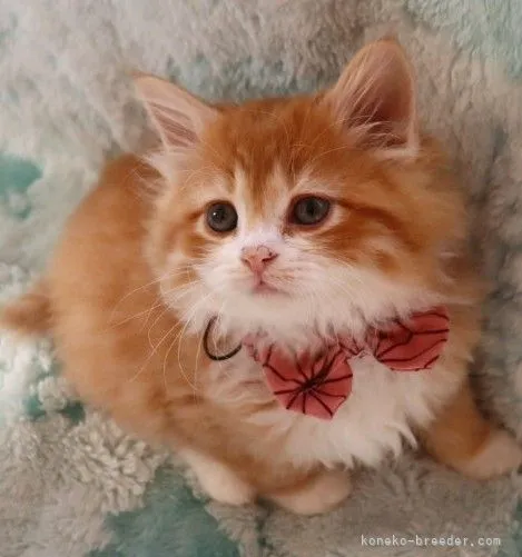 ID:2112-02364の子猫