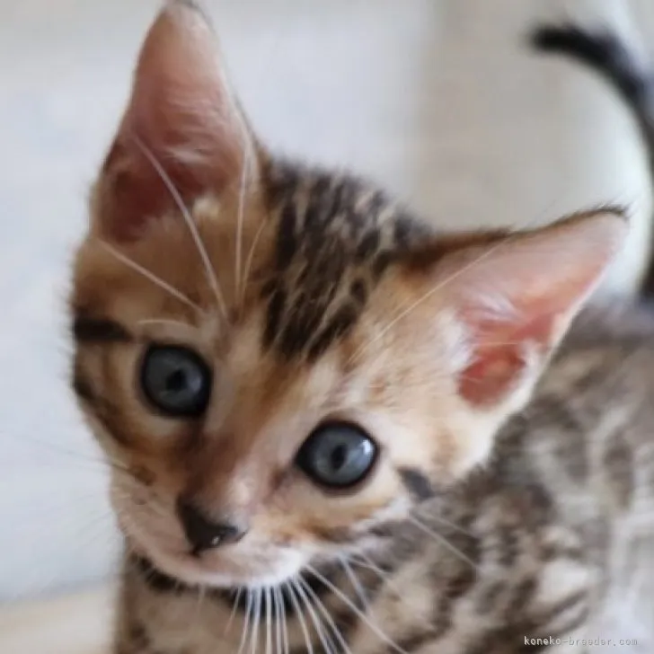 ID:2307-02949の子猫