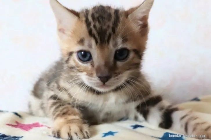 ID:2206-00148の子猫