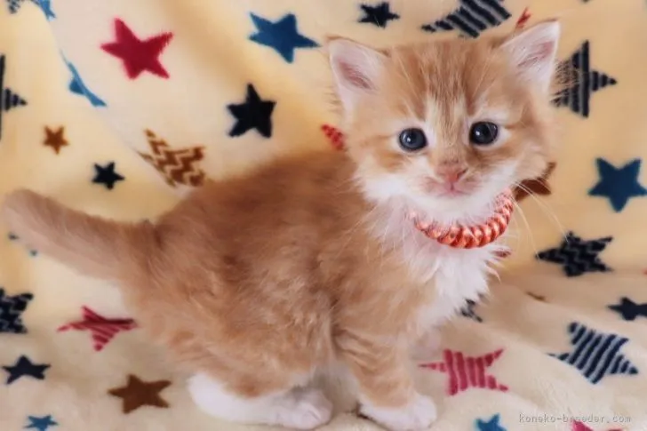 ID:2204-02852の子猫