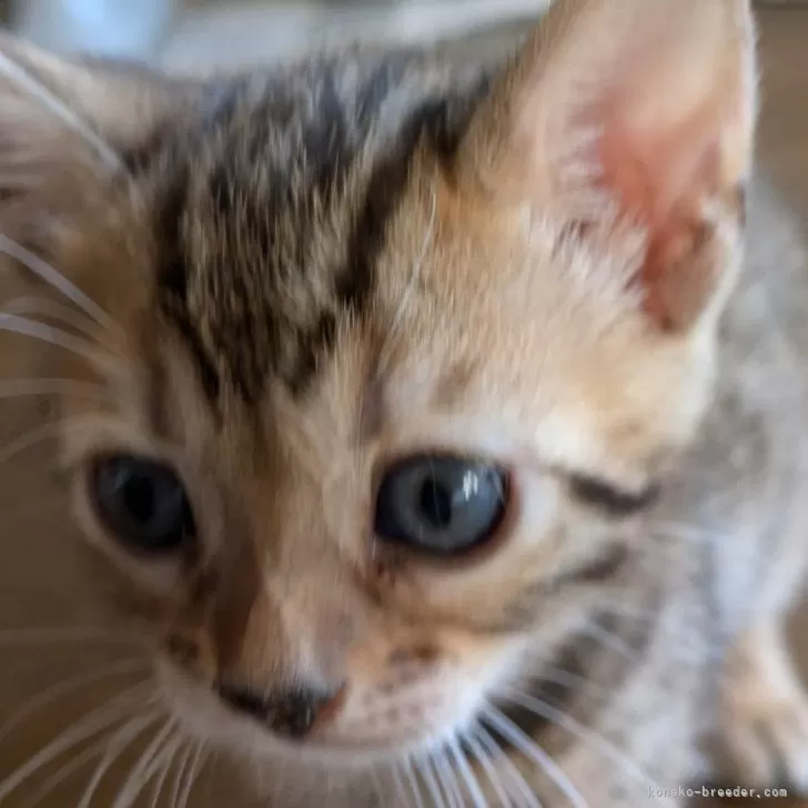ID:2410-01238の子猫